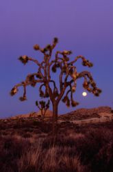 Joshua Tree National Park, California