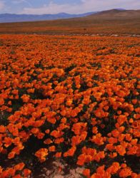 Antelope Valley