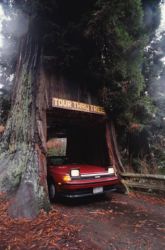 Redwood Tree