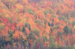 Maine Autumn