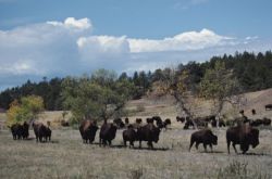 Custer State Park